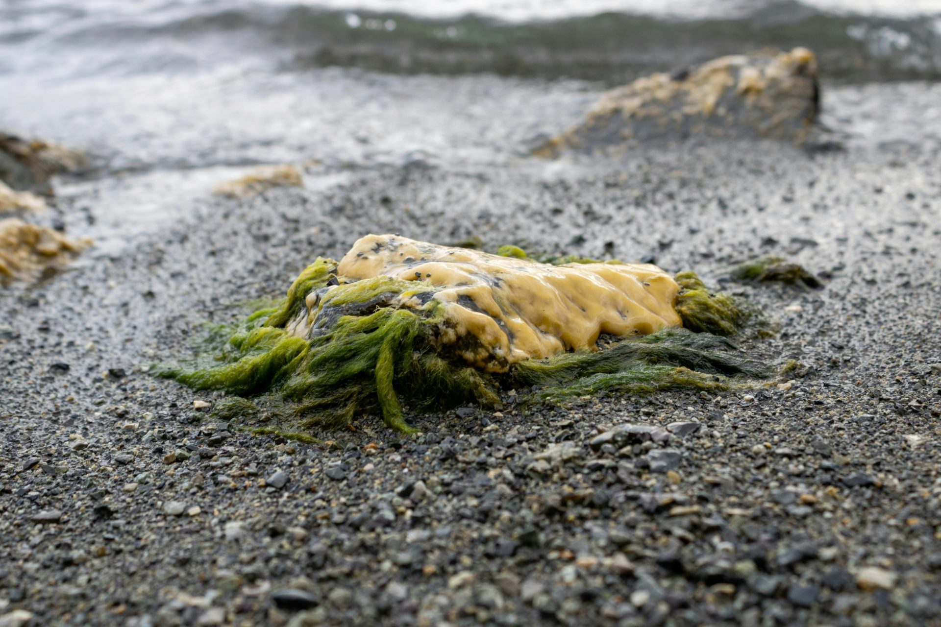 a green plant on the ground
